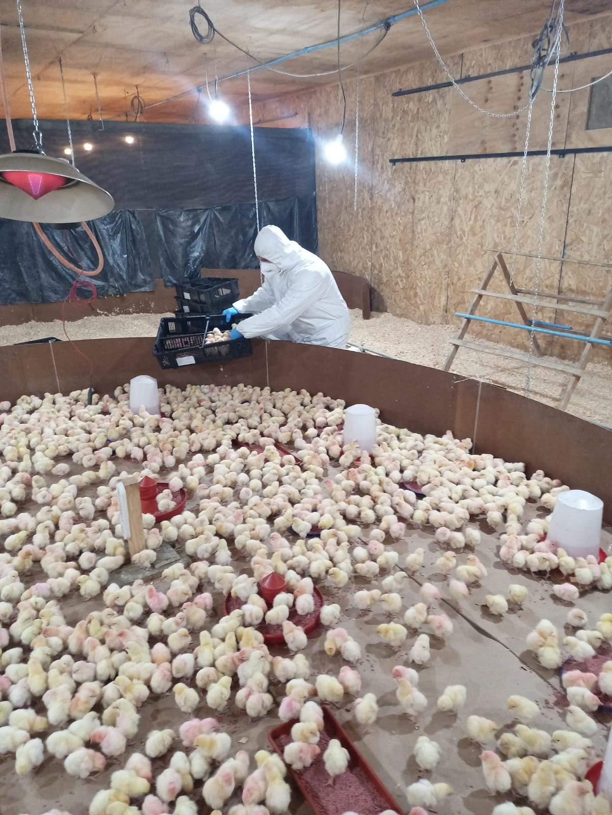 Yungay recibió 4.000 pollitas importadas desde Francia bajo control sanitario del SAG