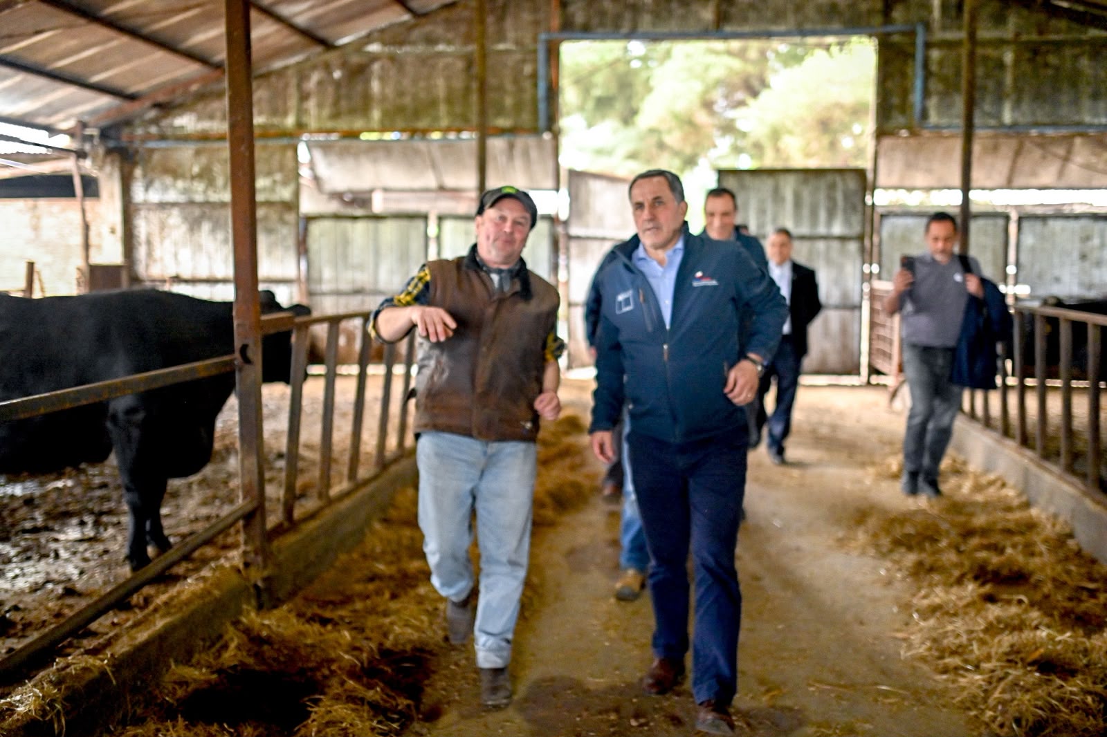 Programa apoyará a 17 productores lecheros de Ñuble para incorporar tecnología y fortalecer el sector